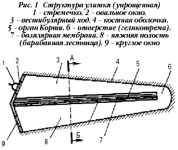 Нелинейные свойства слуха